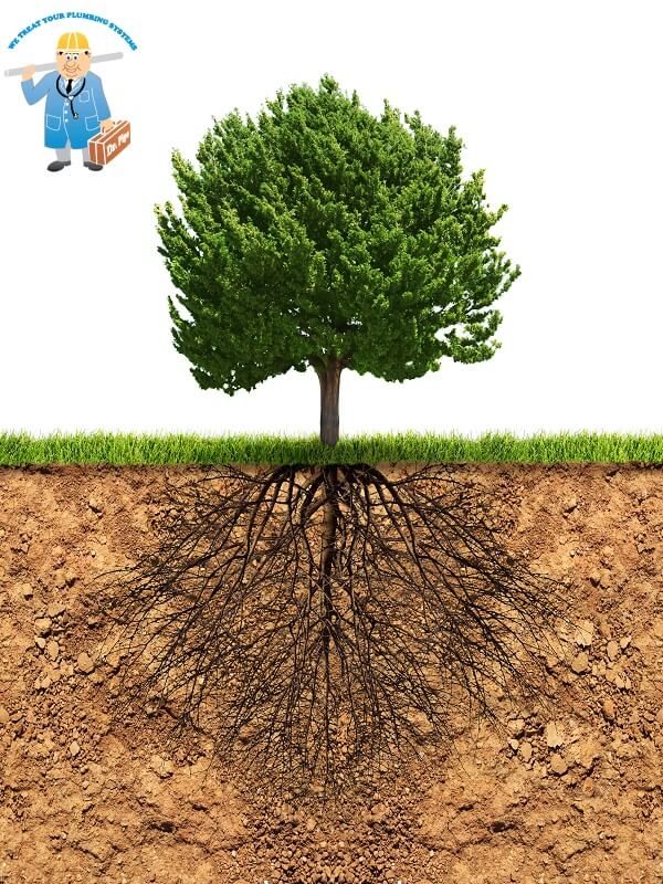 Danger of Tree Roots